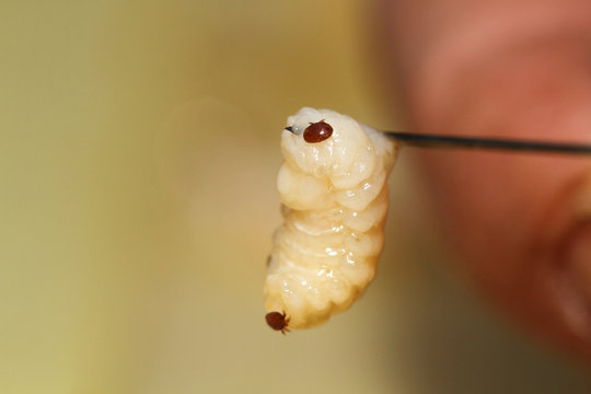 varroa, a parasitic bee on a larva