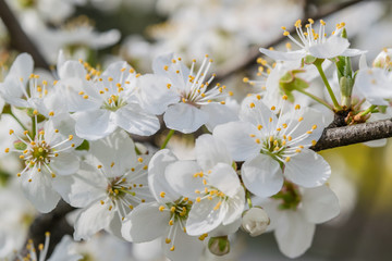 Panele Szklane Podświetlane  Miękkie tło kwiatowy z kwiatami wiśni