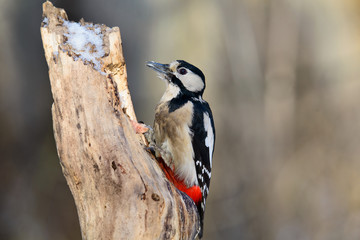 Great spotted woodpecker