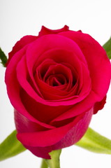 A close up of a single romantic vibrant red rose bud.
