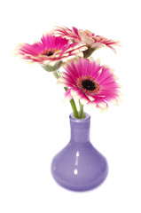 three pink Gerbera flowers in a violet vase isolated on white background