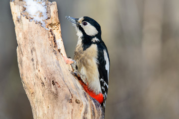 Great spotted woodpecker