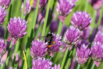 Wunderschöner Schnittlauch