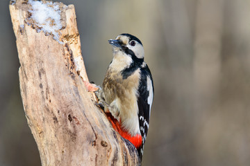 Great spotted woodpecker