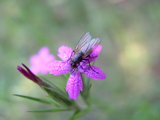 Pink flower with fly