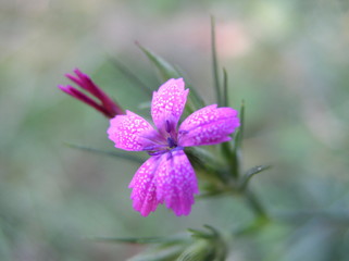 Pink flower