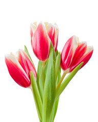 Obraz premium Isolated Tulip Flowers on White Background