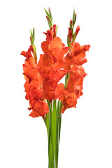 Isolated Gladiolus Flowers on White Background