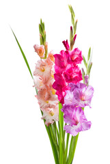 Isolated Gladiolus Flowers on White Background