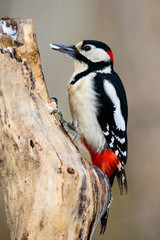 Great spotted woodpecker