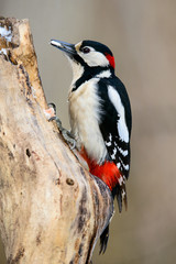 Great spotted woodpecker