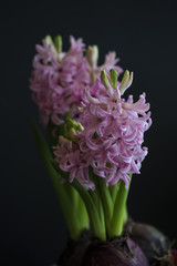 Rosa Hyazinthen vor einem schwarzen Hintergrund