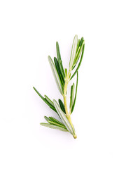 Branch of fresh rosemary  isolated on white background.