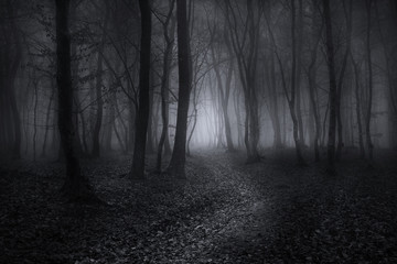 Suivez le chemin dans la forêt