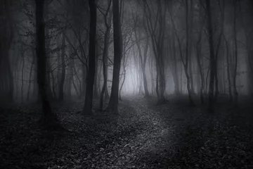 Kussenhoes Volg het pad in het bos © Leo