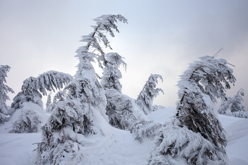 Obraz premium Bad weather in the mountains. Winter landscape. Cloudy evening with storm clouds. Carpathians, Ukraine, Europe