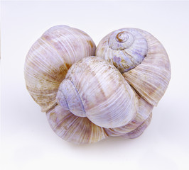 Some cockle-shells