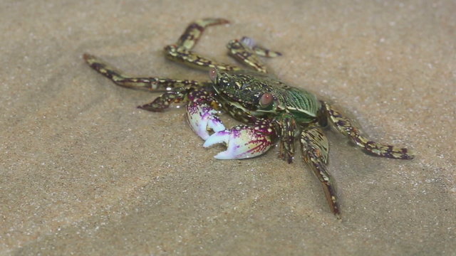 Crab in shallow water on the beach