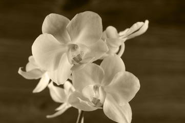 Fototapeta na wymiar Orchid flower over wooden background.