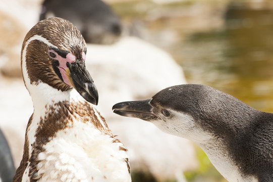 Pinguine kommunizieren