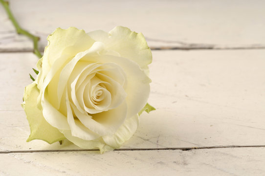 Single red rose over white wooden background.