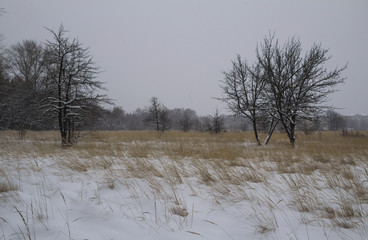 Frost winter landscape field dry grass field. Snowfall. Russia.
