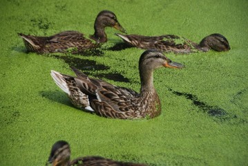 Ducks swim in a pond overgrown