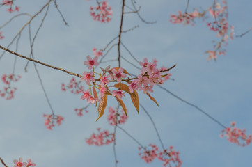 sakura, Spring cherry blossom