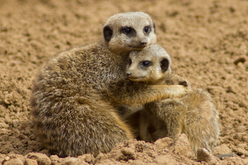 Meerkat cuddle
