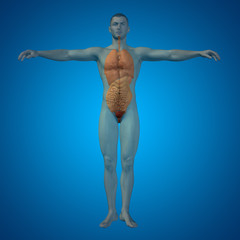 Conceptual 3D man, internal organs, digestive, lungs, circulatory system