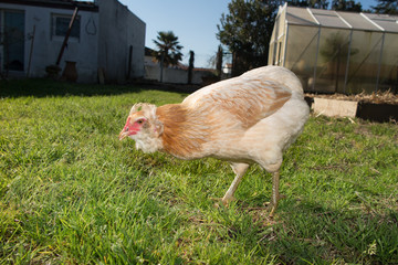 Hen outside in the meadow at springtime
