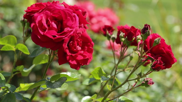 roses plant in spring garden