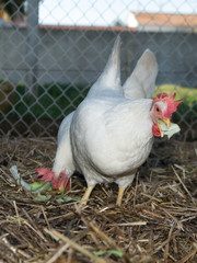A white chicken picks up food salad from the ground