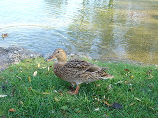 Duck walks to the pond