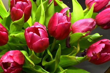 Tulip