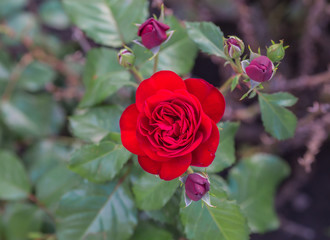 Red rose as a natural 