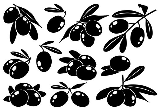 Collection of vector monochrome olives