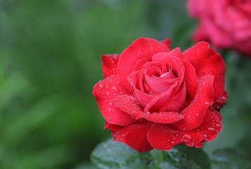 Red rose as a natural 