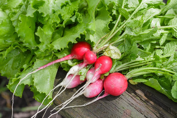 Radishes in a dish