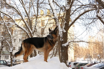 Собака немецкая овчарка, стоящая на снежной городе на фоне деревьев и городского дома зимним днем