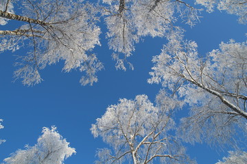 Christmas background with snowy fir trees 