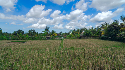 Fototapeta na wymiar Rice field at town Ubud on Bali in summer sunny day