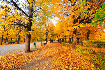 Herbstliche Bäume in Wien Schönbrunn
