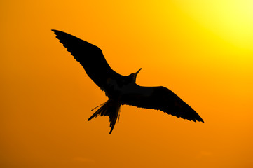 Naklejka premium Bird Silhouette