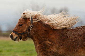 Rennendes Pony
