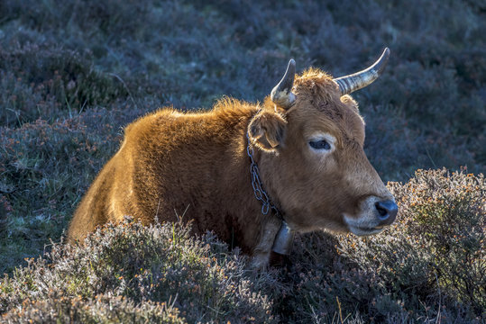 Rubia galega