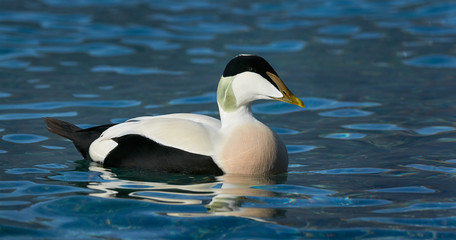 Common eider swimming