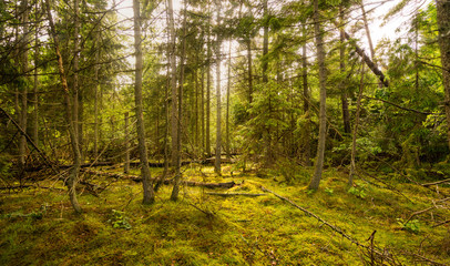 Trollwald auf Öland, Schweden