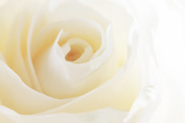 White rose background