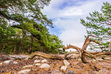 Trollwald auf Öland, Schweden